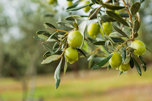 Everything you need to know about olives