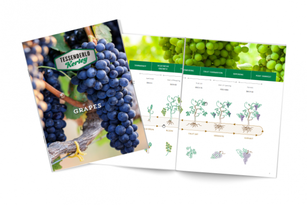 Grapes brochure