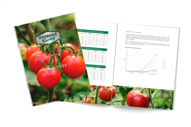 Tomato Brochure